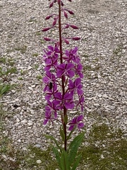 Chamaenerion angustifolium