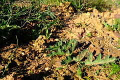 Pelargonium radulifolium