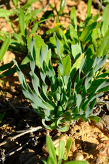 Albuca ciliaris