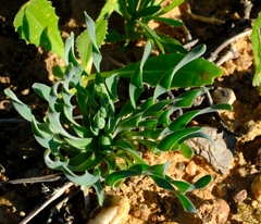Albuca ciliaris