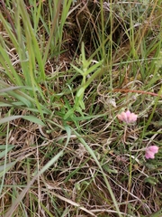 Gentiana pneumonanthe
