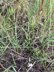Gentiana pneumonanthe
