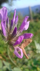 Bituminaria