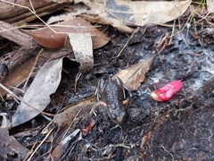 Pseudophryne bibronii