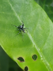 Phintella bifurcilinea