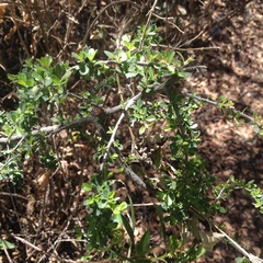 Ceanothus buxifolius