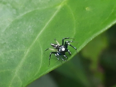 Phintella bifurcilinea
