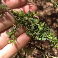 Ceanothus buxifolius