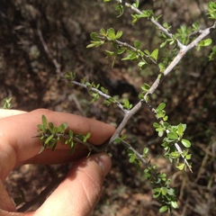 Ceanothus buxifolius