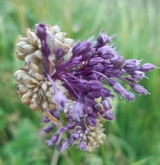 Allium
