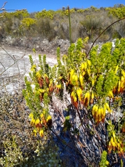 Erica coccinea