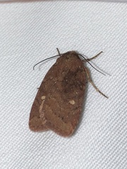 Pseudorthodes
