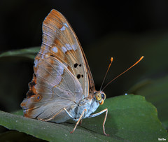 Apatura ilia clytie