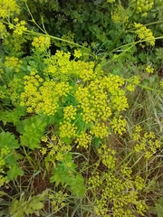 Pastinaca sativa