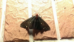 Taicallimorpha albipuncta