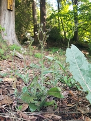 Pilosella aurantiaca