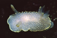 Acanthodoris hudsoni