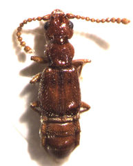 Pseudoexeirarthra colorata