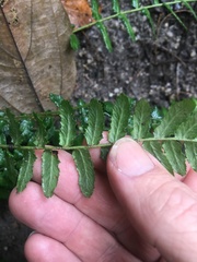 Arthropteris