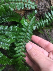 Arthropteris
