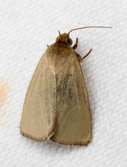 Heliocheilus moribunda