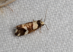 Thallarcha phalarota