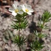 Linanthus - Photo (c) Tom Hilton, some rights reserved (CC BY)