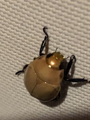 Callistethus plagiicollis