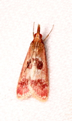 Syntonarcha vulnerata