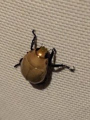 Callistethus plagiicollis
