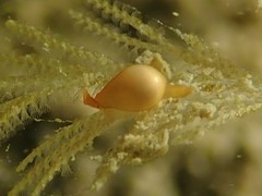 Cystiscus minutissimus