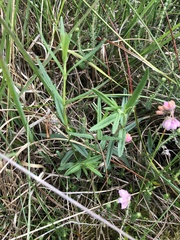 Gentiana pneumonanthe
