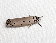 Ethmia heptasema