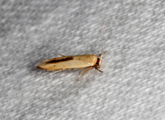 Stathmopoda liporrhoa