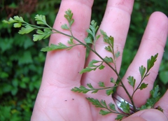 Asplenium hookerianum