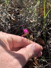 Disperis capensis