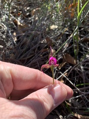 Disperis capensis