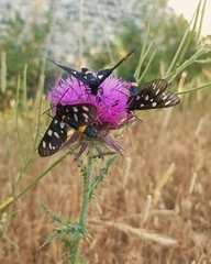 Amata ragazzii