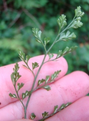 Asplenium hookerianum