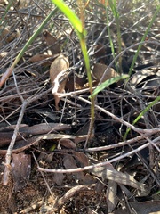 Disperis capensis