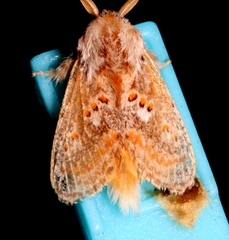 Pseudanapaea