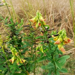 Crotalaria paniculata