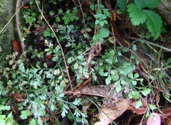 Asplenium hookerianum