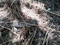 Oryctolagus cuniculus