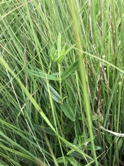 Gentiana pneumonanthe