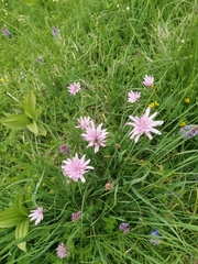 Scorzonera rosea