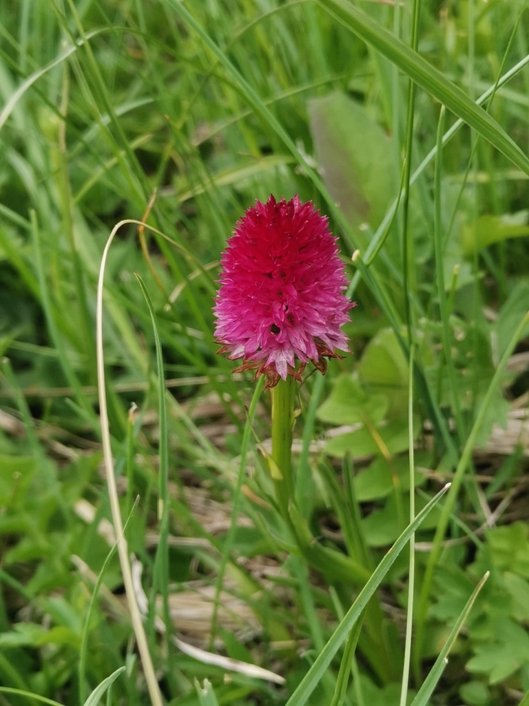 Gymnadenia miniata