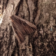 Catocala herodias gerhardi