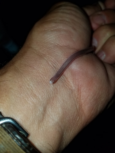 Texas Blind Snake photographed in Colorado