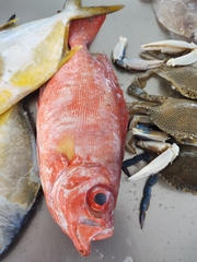 Priacanthus arenatus